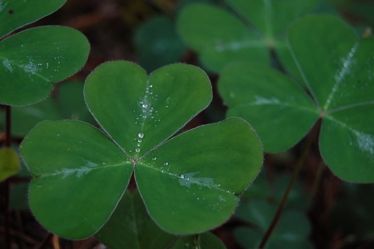 Shamrock leaf 1