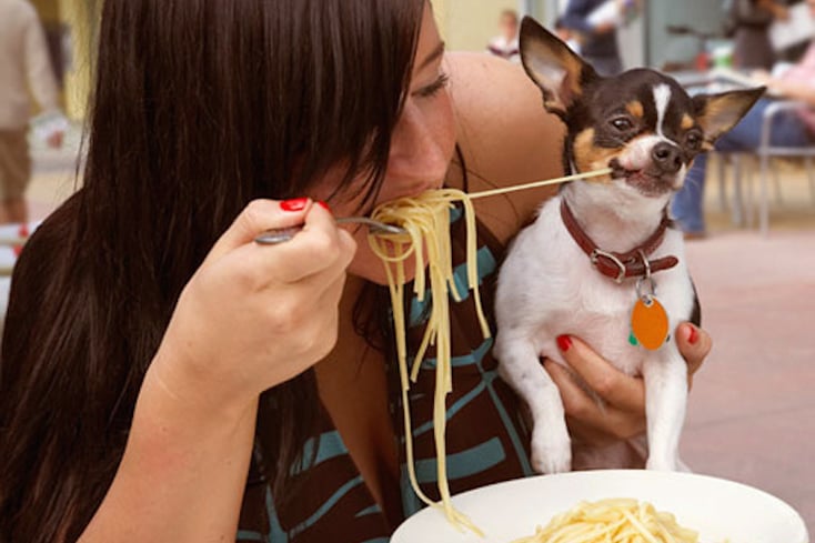 Dog WebMD
