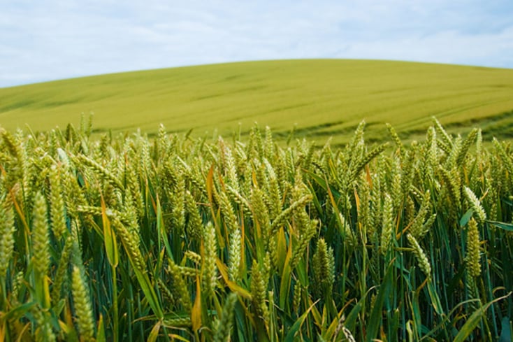cornfield