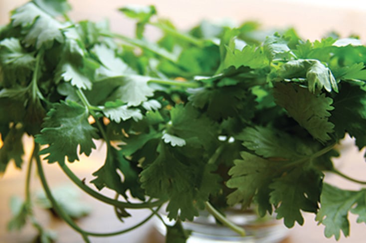 cilantro