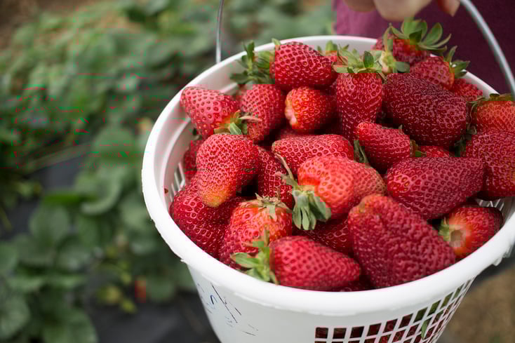 strawberry 5 small