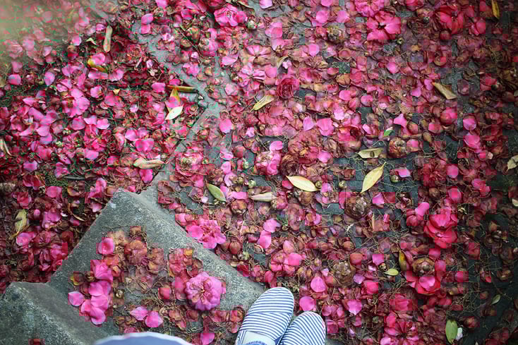 kisskissFALL IN LOVEsmall