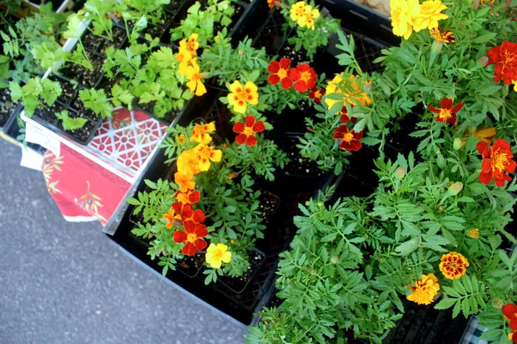 dorow flowers