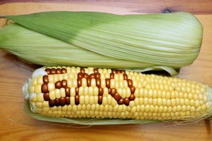 Susanne.Posel Headline.News .Official label.it .gmo .senate.block .vermont.monsanto occupycorporatism