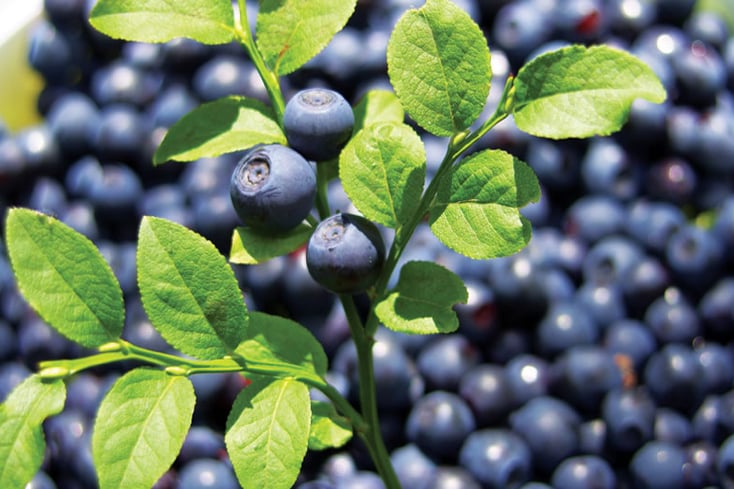 large bilberry http goflightmedicine.combilberry 1