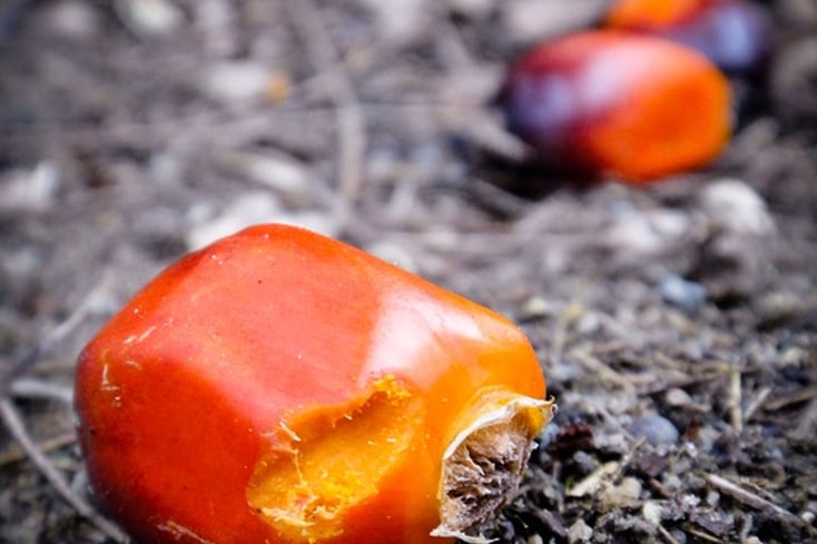 palm oil feature 2