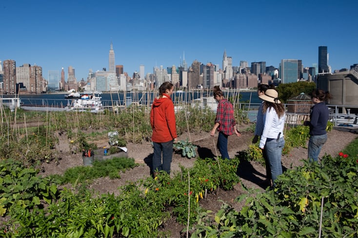 urban farm feautre