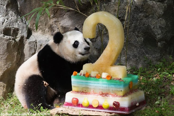 panda