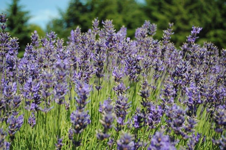 lavender fields