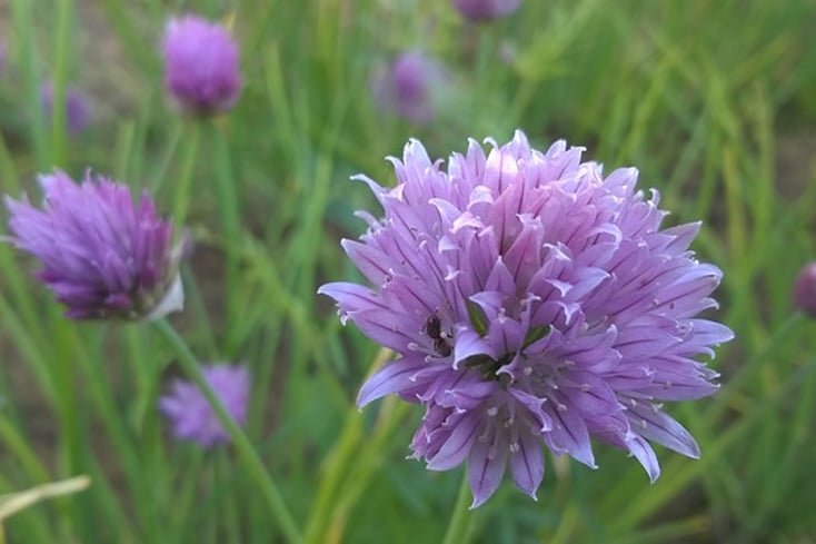 purple flower 778823 640