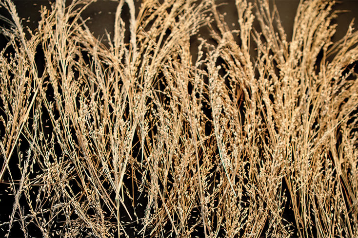 wheat cover