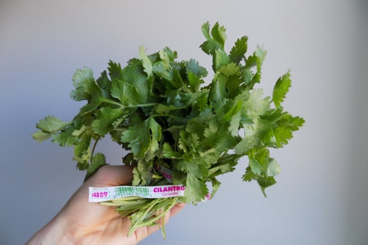 cilantro 1 msu spoon university