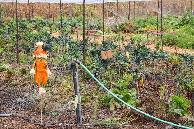 farm scarecrow