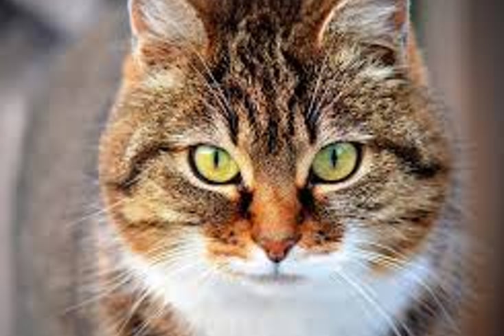 kitty