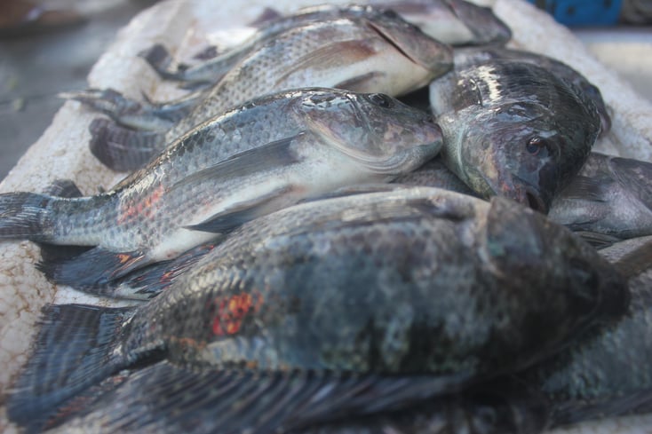 Fresh Buhi Tilapia
