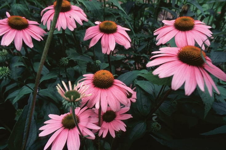 echinacea