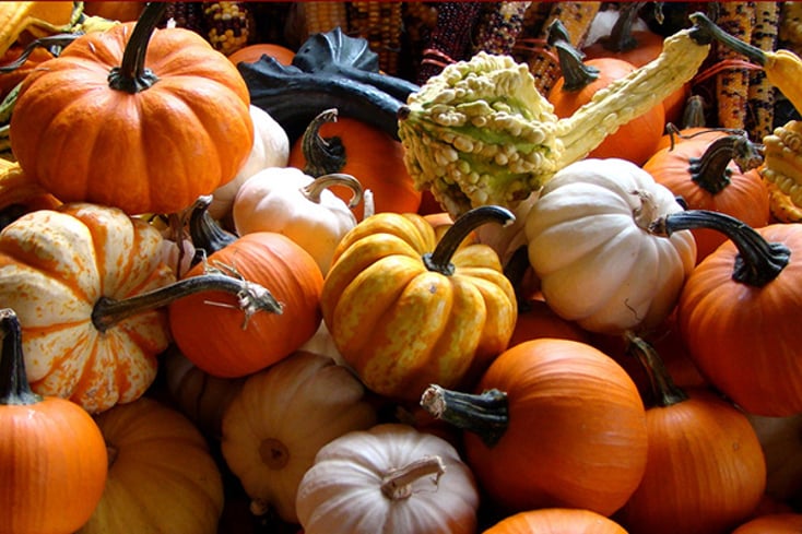 pumpkinsandgourds top