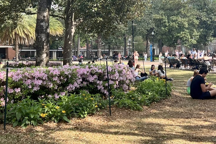 flowers