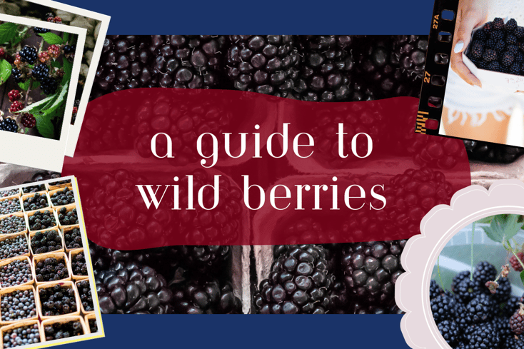 guidetowildberries