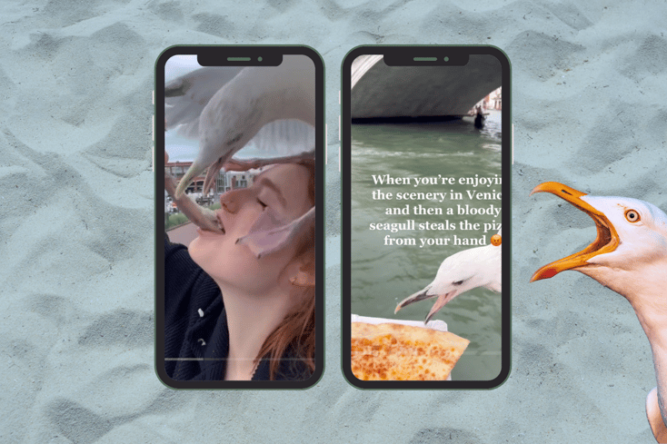 seagullstealingfood