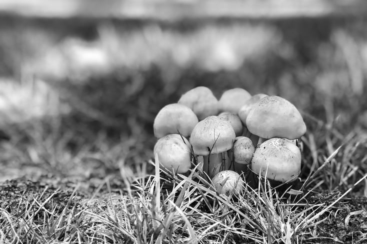Mushroom