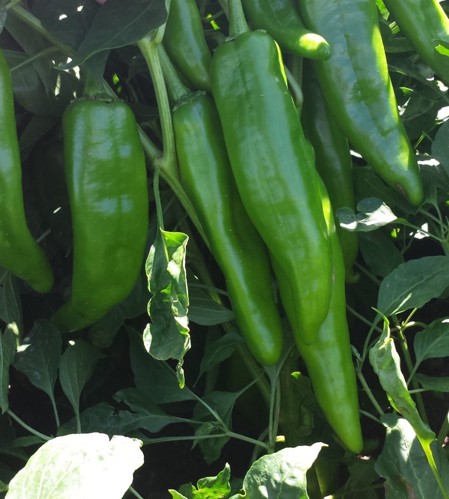 Hatch chile peppers