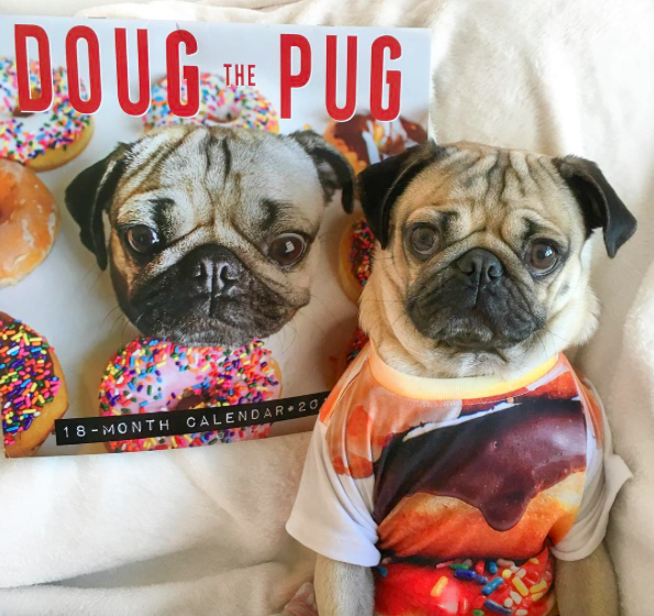 Doug the pug