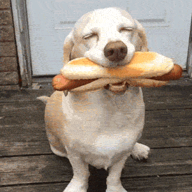 Featured image of post Dog Food Dog Eating Gif Share the best gifs now