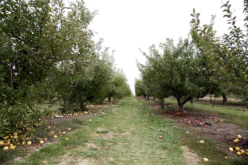 The Apple Orchard of My Eye