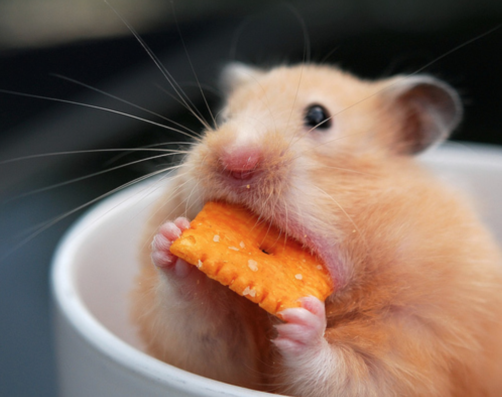 These Photos of Animals Eating Food Will Brighten Your Day