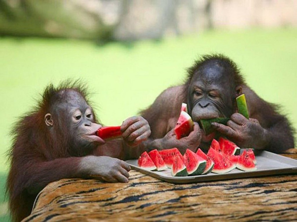 animals eating food